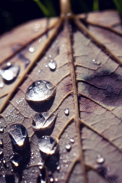 Wassertropfen von D.R.Fotografie