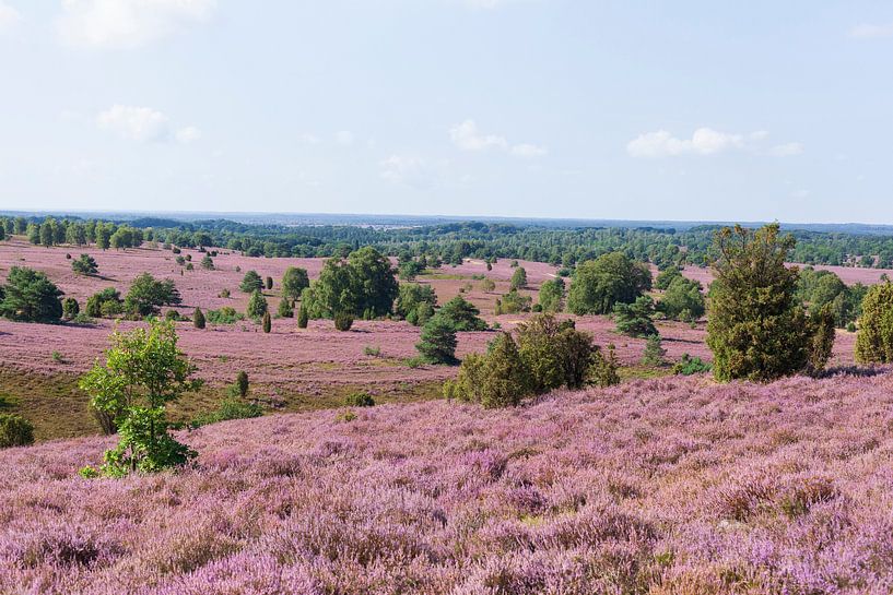Heidelandschap met heidebloesem, Wilseder Berg, Wilsede, Natuurpark Lüneburger Heide, Nedersaksen, D van Torsten Krüger