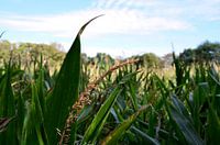 Maize field view