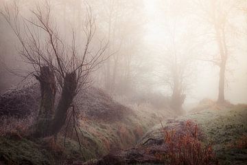 Vieux saules près du Luysmolen Bocholt sur Peschen Photography