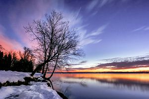 LP 71337520 Arbre chauve un matin d'hiver au lever du soleil sur le lac Starnberg, Allemagne sur BeeldigBeeld Food & Lifestyle