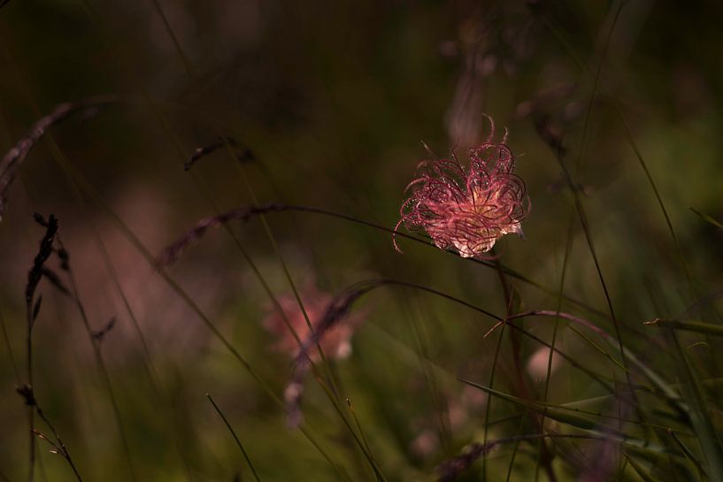 Fleur sauvage, Apache Plume, Fallugia Paradoxa par Joske Kempink