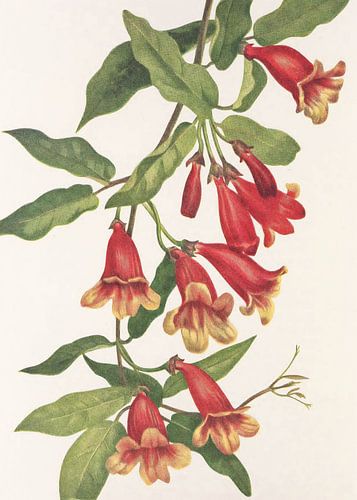 Crossvine From North American Wildflowers (1925) Par Mary Vaux Walcott