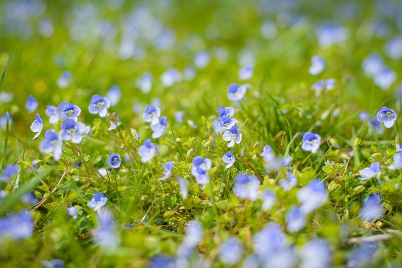 Speedwell auf dem Feld von Michel Geluk