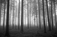 Nebliger Kiefernwald in Schwarz-Weiß von Cor de Hamer Miniaturansicht