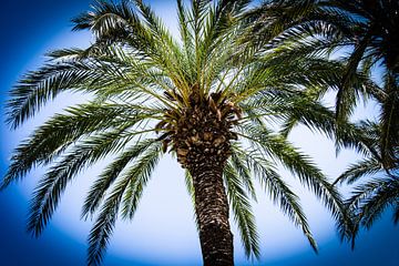 Palm tree by MirjamCornelissen - Fotografie