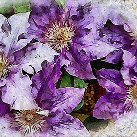 Dreams of Lilac Clematis by Dorothy Berry-Lound