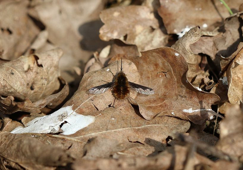Large woolly hoverfly by Matthias Brix