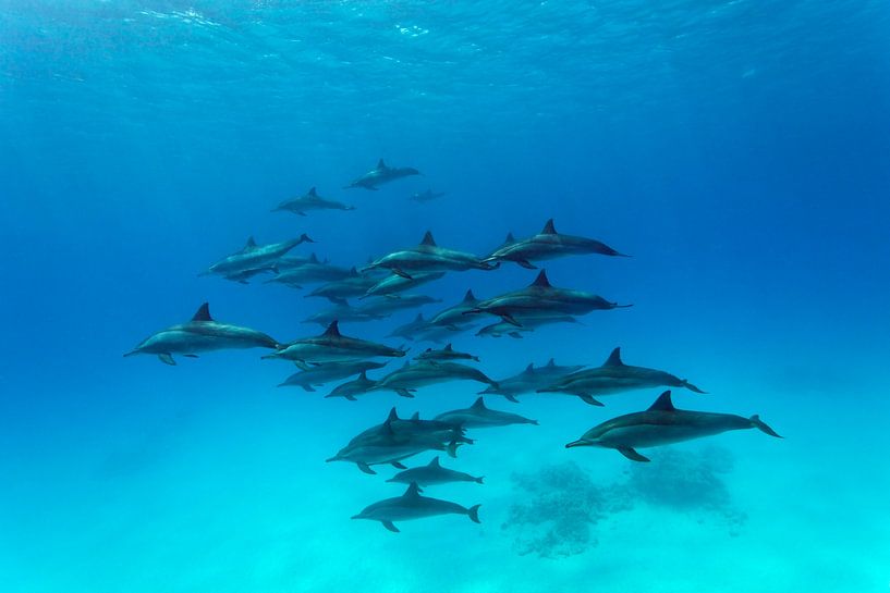 A school Spinner Dolphins by Norbert Probst