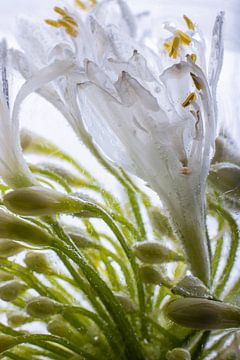 Agaphanthus in ice 2 by Marc Heiligenstein