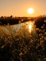 Rapeseed in the evening light