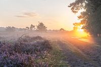 Sonnenaufgang an der blühenden Heide.