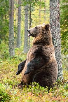 Bruine beer in bos in Finland in de herfst