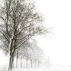 Avenue d'hiver tranquille dans le Pays de Cuijk sur Lex Schulte