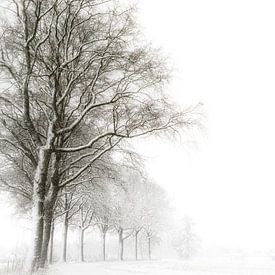 Verstilde winterlaan in het Land van Cuijk van Lex Schulte