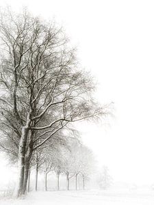Ruhige Winter-Allee im Land von Cuijk
