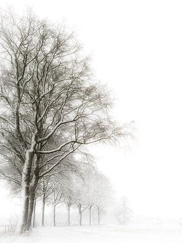 Tranquil winter avenue in the Land of Cuijk by Lex Schulte
