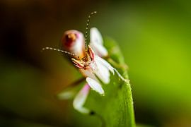 Photo of a young orchid mantis