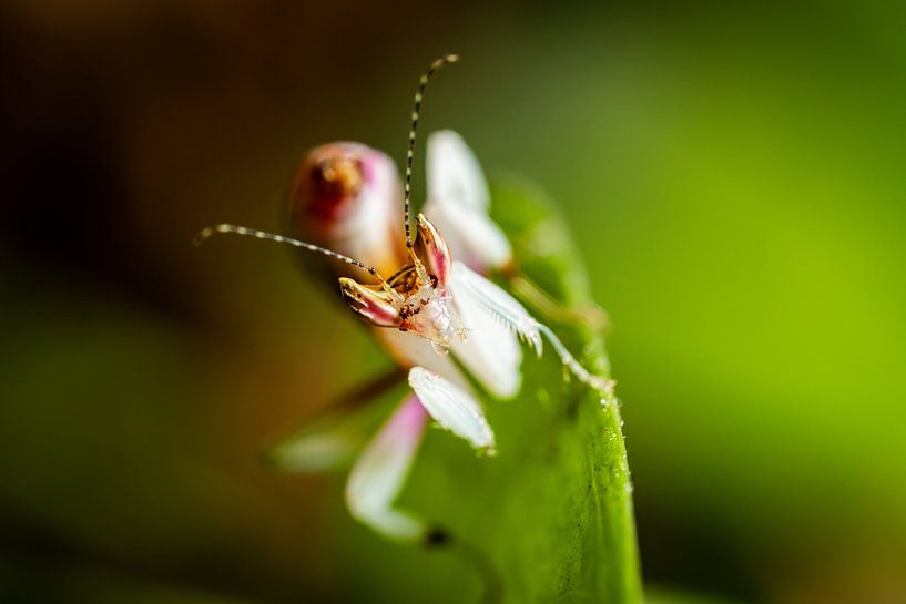Foto einer jungen Orchideenmantis von Roland Brack