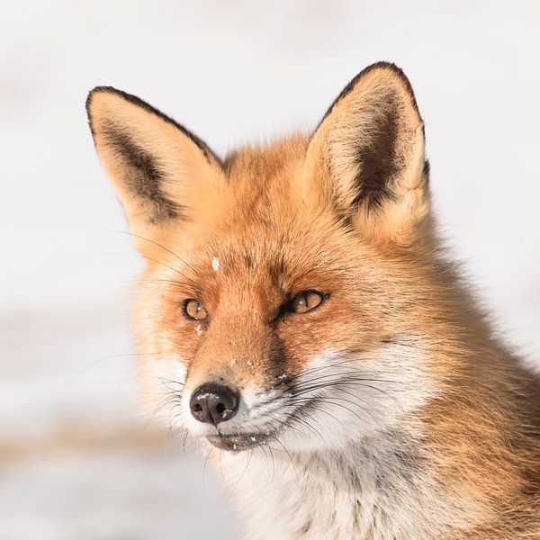 Fox in winter landscape by Leendert Noordzij Photography