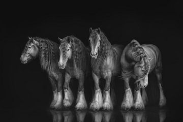 Quatre portraits du même cheval en noir et blanc | photographie de cheval sur Laura Dijkslag