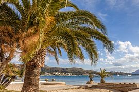 Strandpromenade in Port de Pollenca, Mallorca