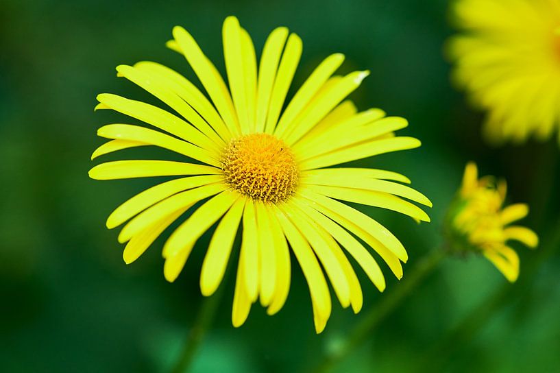 marguerite jaune par C. Nass