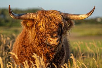 Schotse hooglander van Ronald Witte