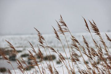 Helmgras in de sneeuw