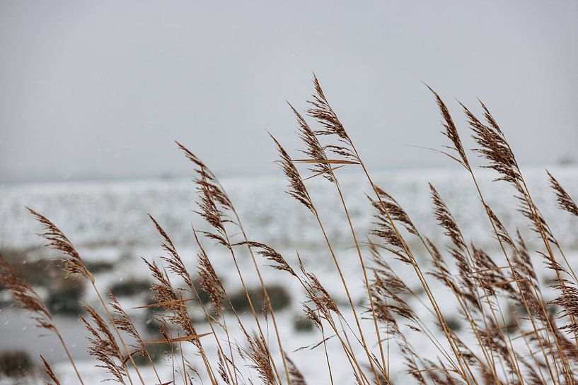 Marram grass in the snow by Percy's fotografie