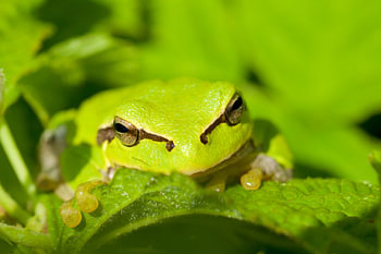 Tree frog in the dunes of Meijendel (Wassenaar)