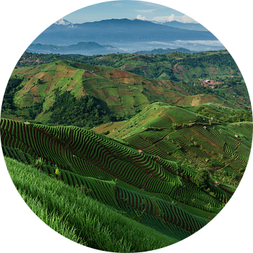 Uitzicht op de uienvelden van Argapura, Majalengka in West Java van Anges van der Logt