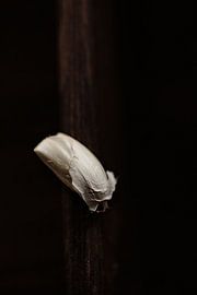 Stillleben Knoblauchzehe von patricia van den bogaart