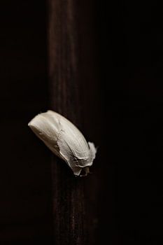 Stillleben Knoblauchzehe