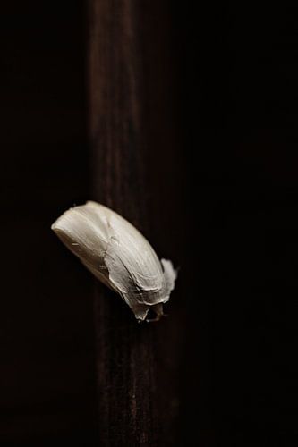 still life clove of garlic