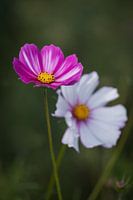 Roze en witte bloemen