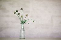 Blume
