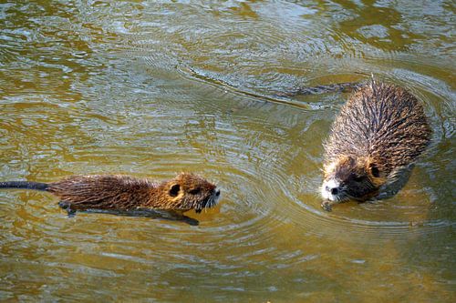 de foto toont wilde levende nutria