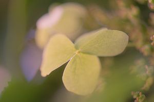 weiche Hortensie von Tania Perneel