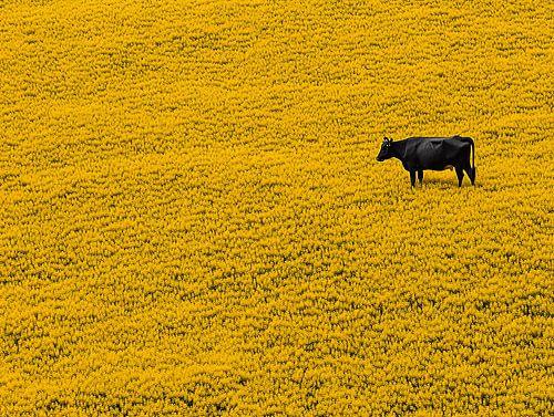 Black Bull in a Yellow Field of Flowers