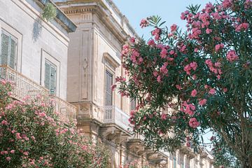 Oude witte huizen in een straat vol roze bloemen in Ostuni (Puglia - Italie) van Marika Huisman⎪reis- en natuurfotograaf