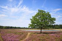 Strabrechstse Heide