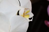 Prachtige Witte Orchidee van Mickey Tromp thumbnail