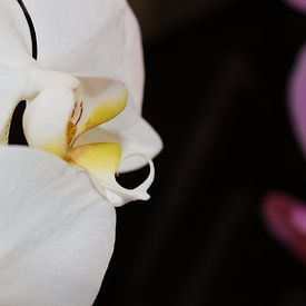 Prachtige Witte Orchidee van Mickey Tromp