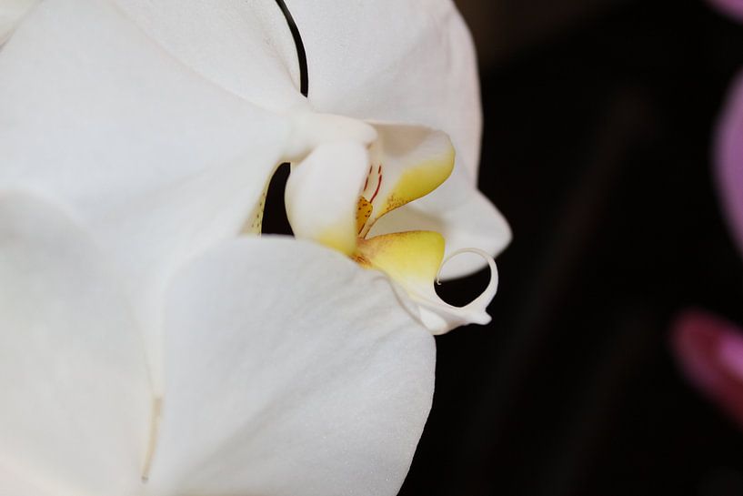 Prachtige Witte Orchidee van Mickey Tromp