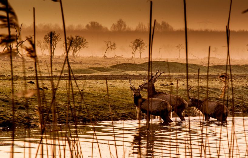 The crossing. van Robin Pics (verliefd op Utrecht)