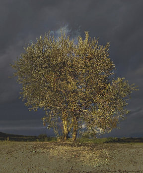 OLIVENBAUM, UMBRIEN