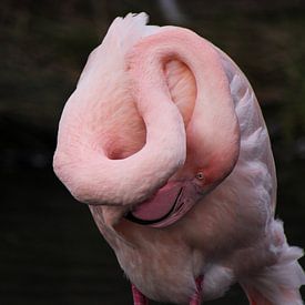 Flamingo van Rebecca van der Woude