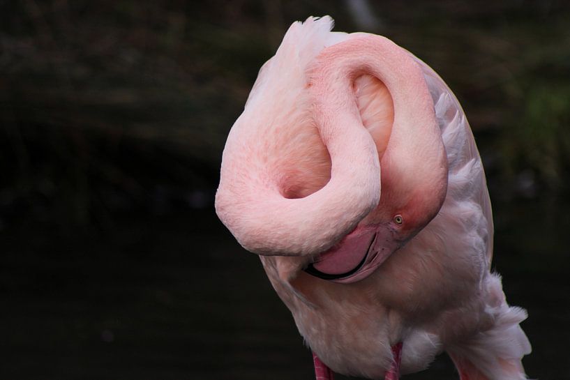 Flamingo von Rebecca van der Woude