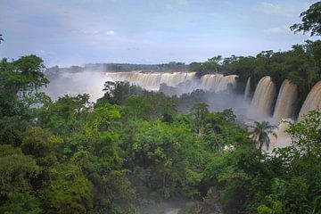 Iguazu falls jungle